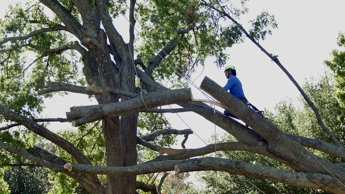 Professional Crown Thinning performed by certified arborists in Hardaway