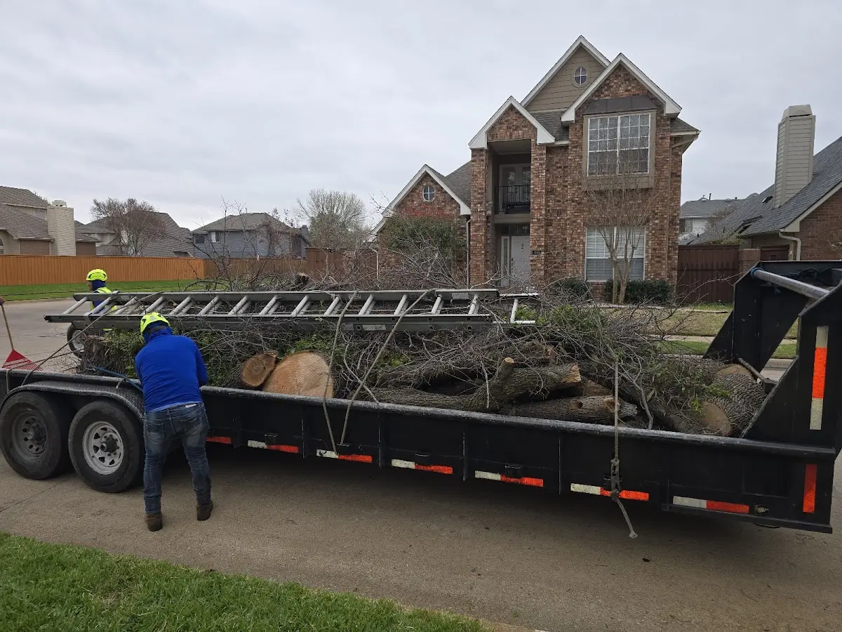 Expert Tree Removal with proper safety equipment in Hardaway